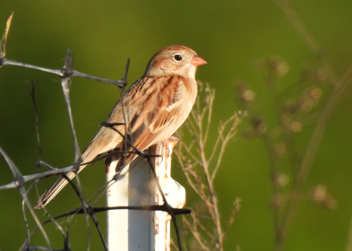 Field Sparrow - ML644777549