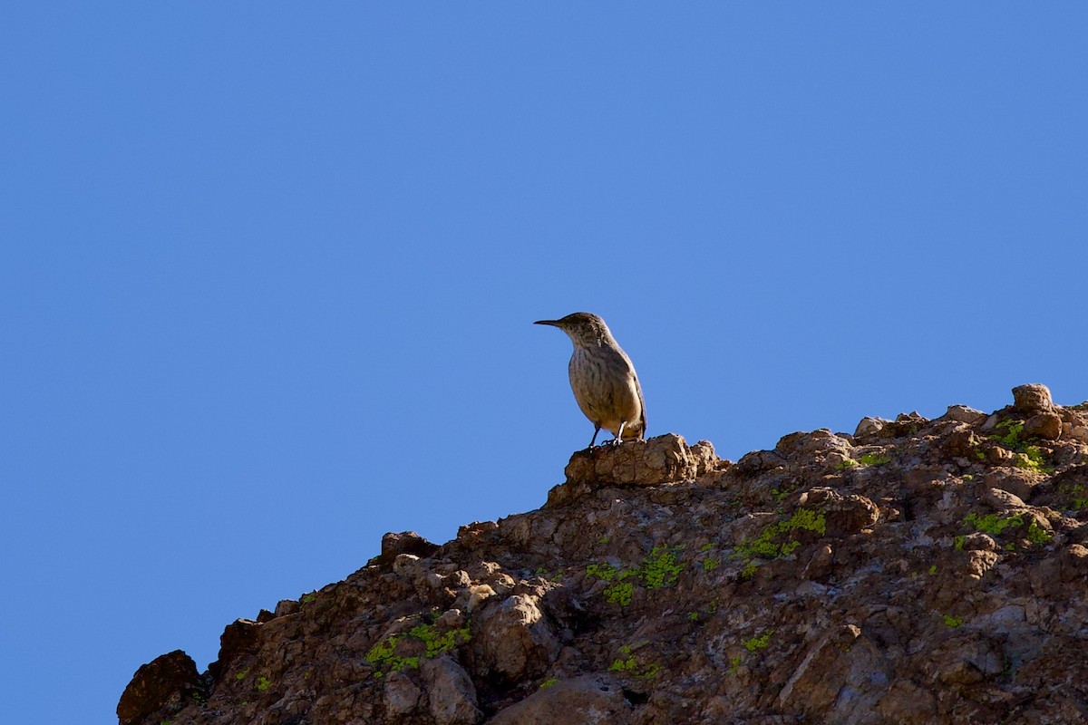 Rock Wren - ML644777552