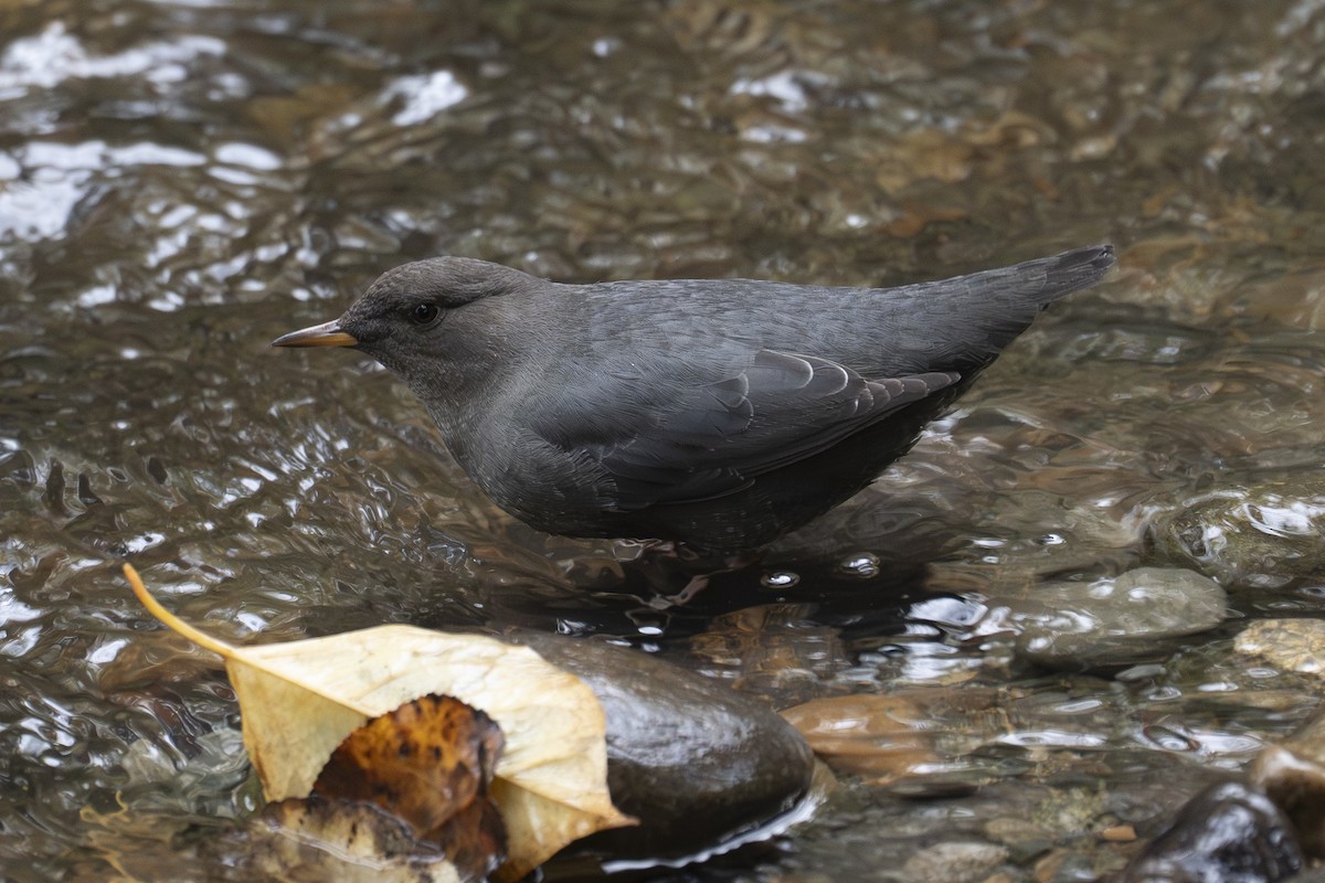 American Dipper - ML644777554