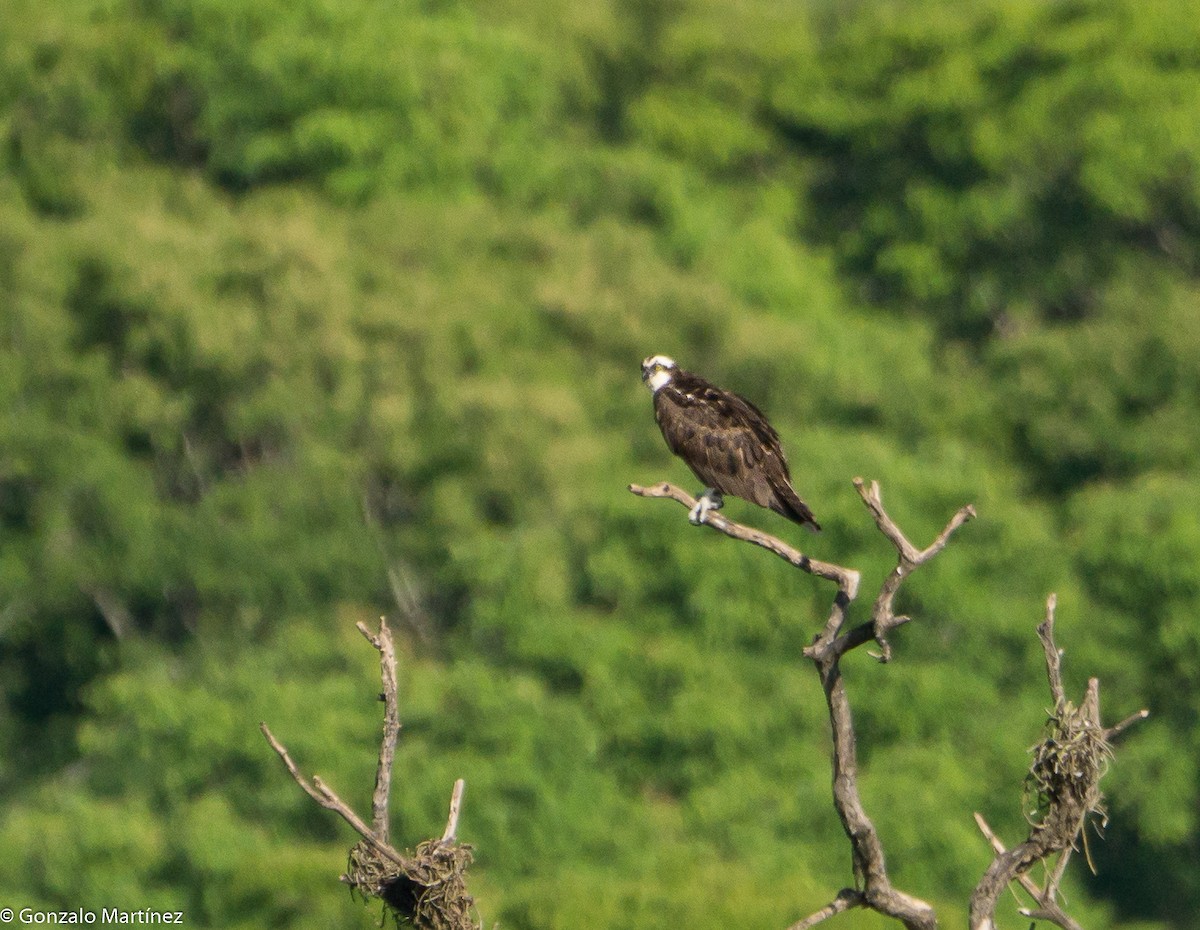 Osprey - ML644777556