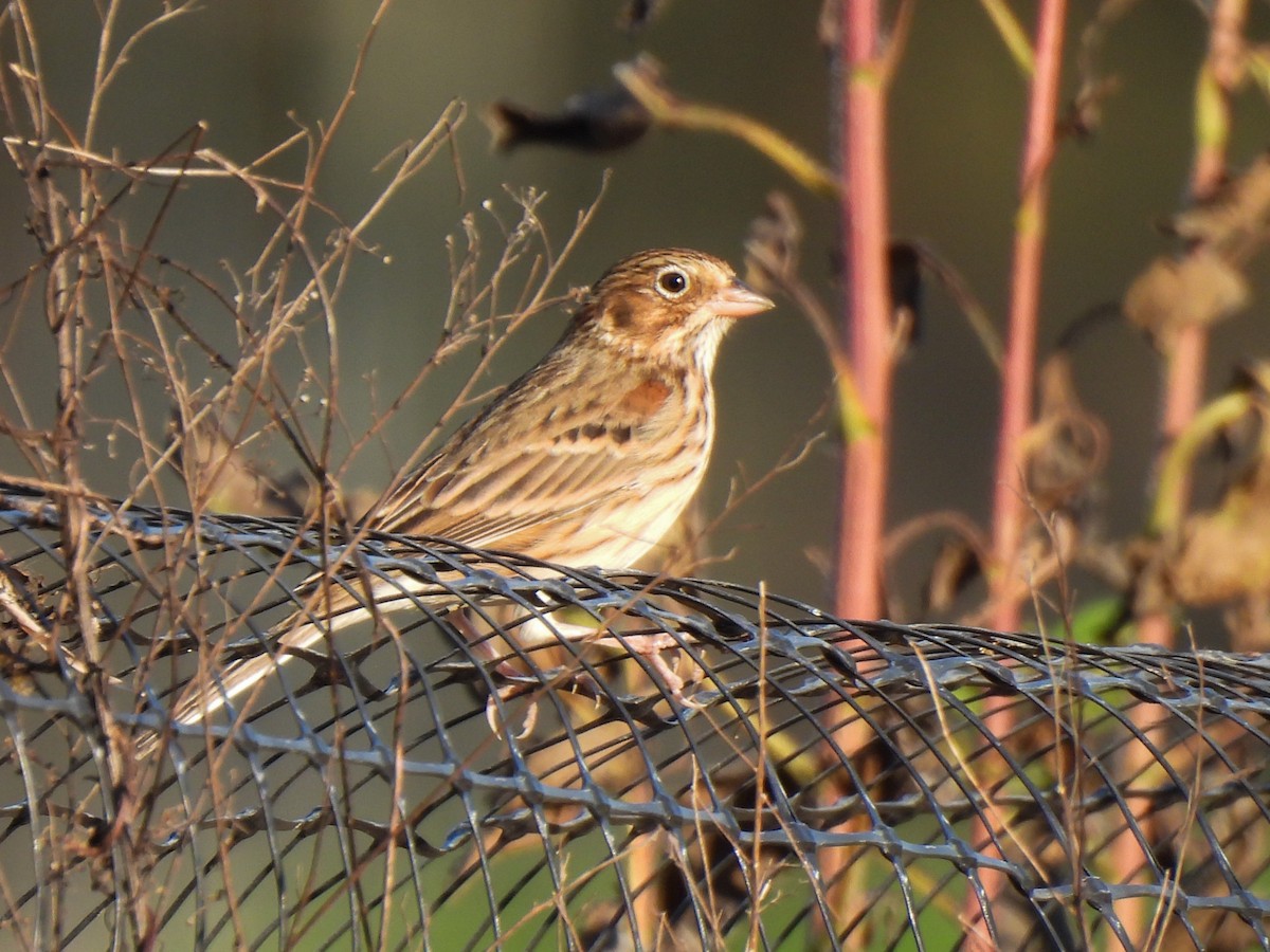 Vesper Sparrow - ML644777557