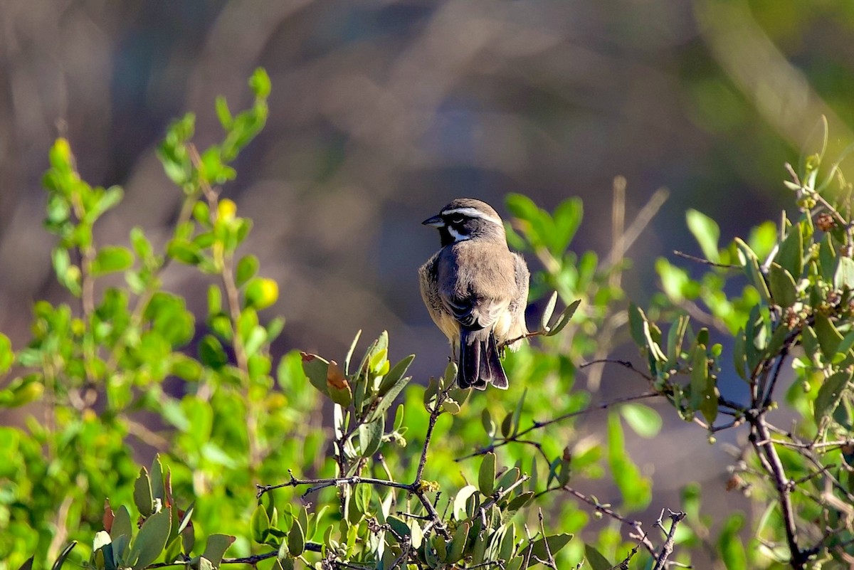 Black-throated Sparrow - ML644777558