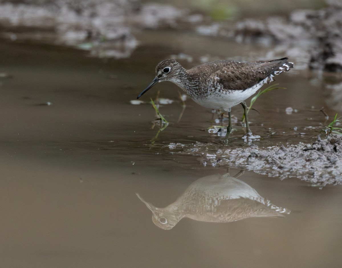 Solitary Sandpiper - ML644777566