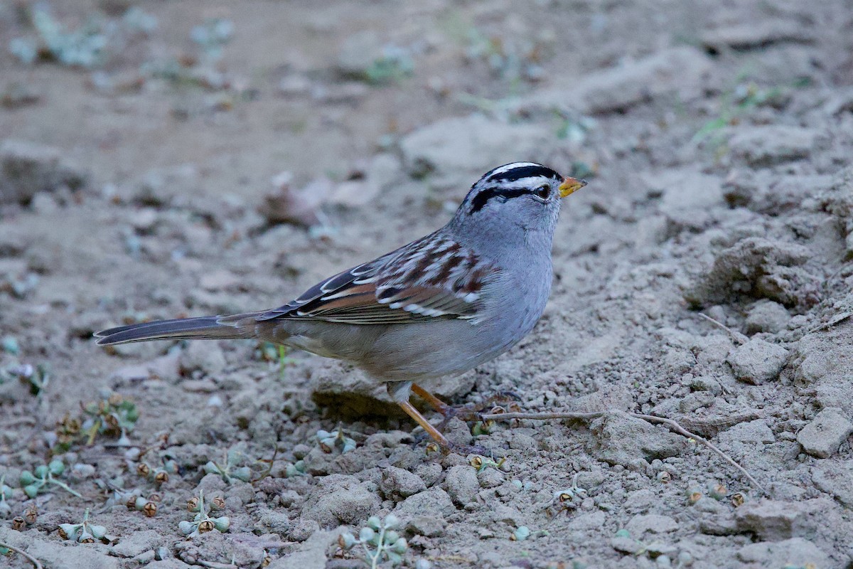 White-crowned Sparrow - ML644777568