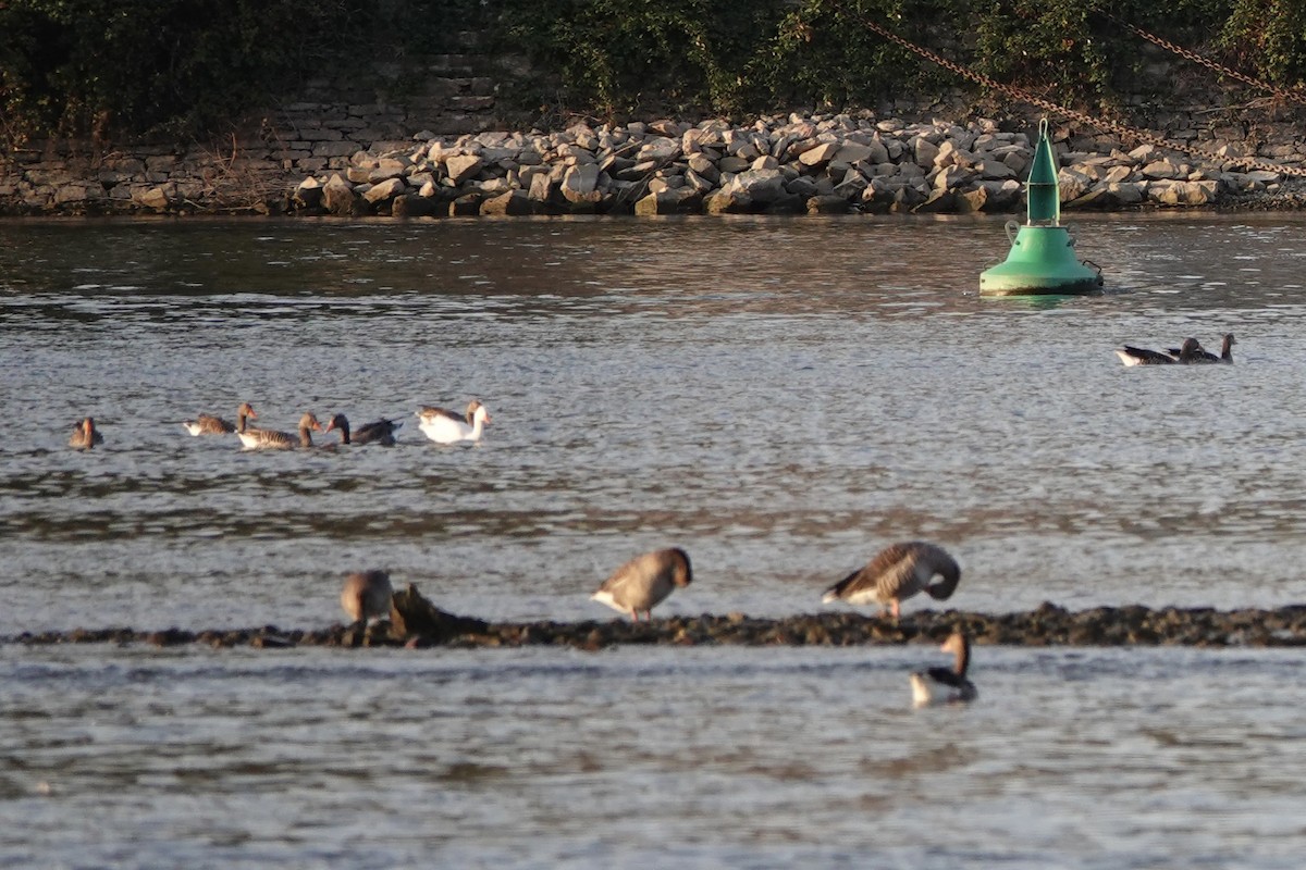 Domestic goose sp. (Domestic type) - ML644777575