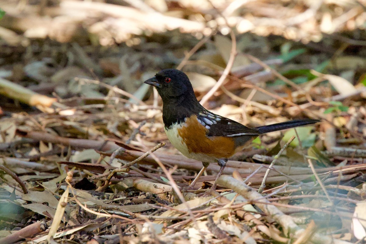 Spotted Towhee - ML644777576
