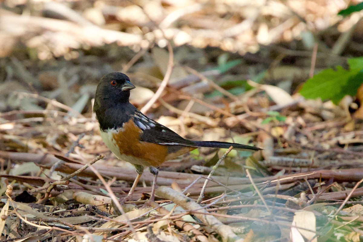 Spotted Towhee - ML644777577
