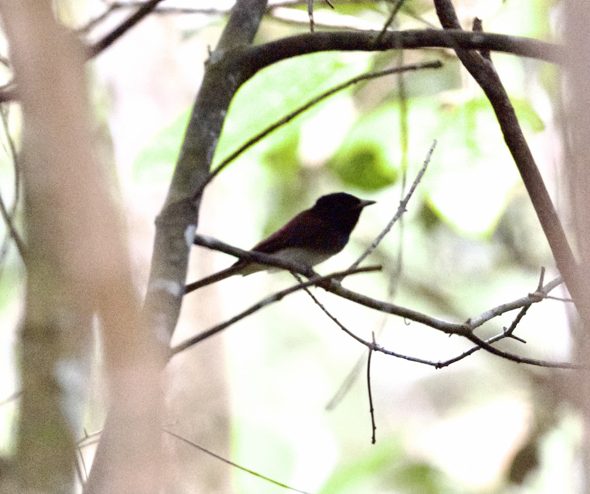 Monarca Japonés - ML644777584