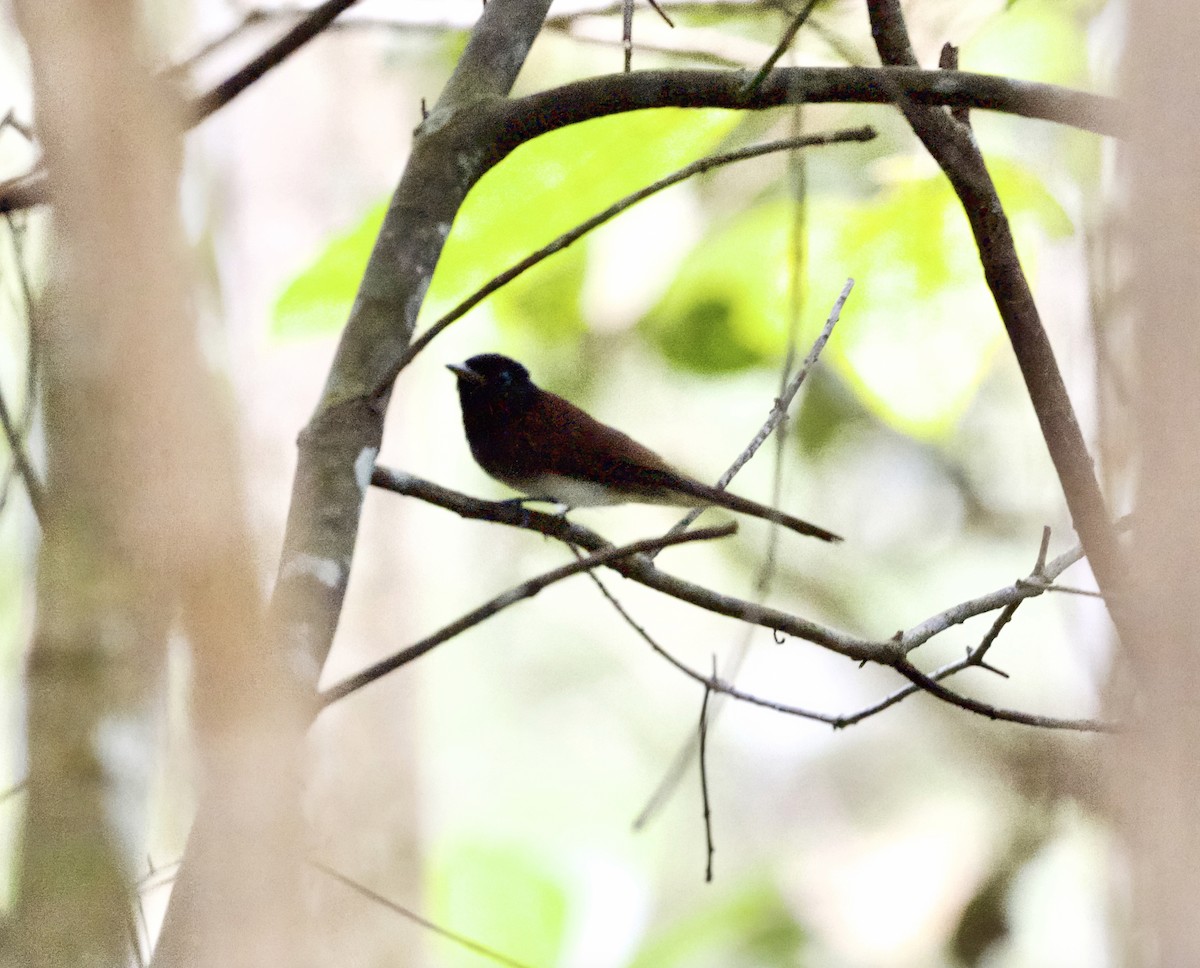Monarca Japonés - ML644777585