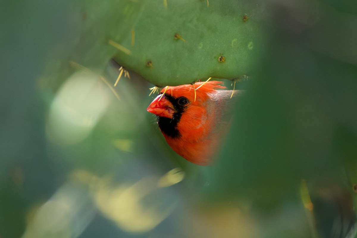 Northern Cardinal - ML644777589