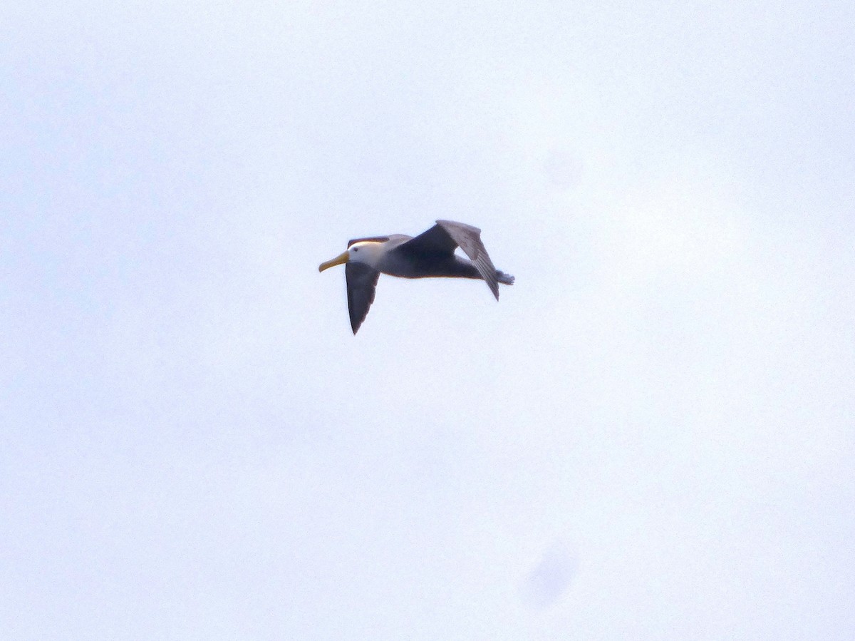 albatros galapážský - ML644777592