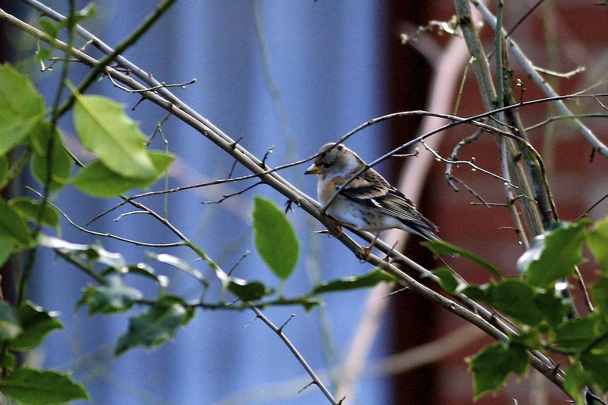 Peppola - ML644777593