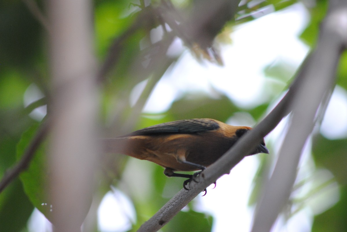 Burnished-buff Tanager - ML644777594