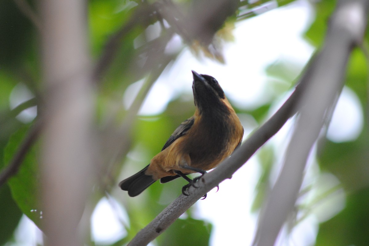 Burnished-buff Tanager - ML644777595