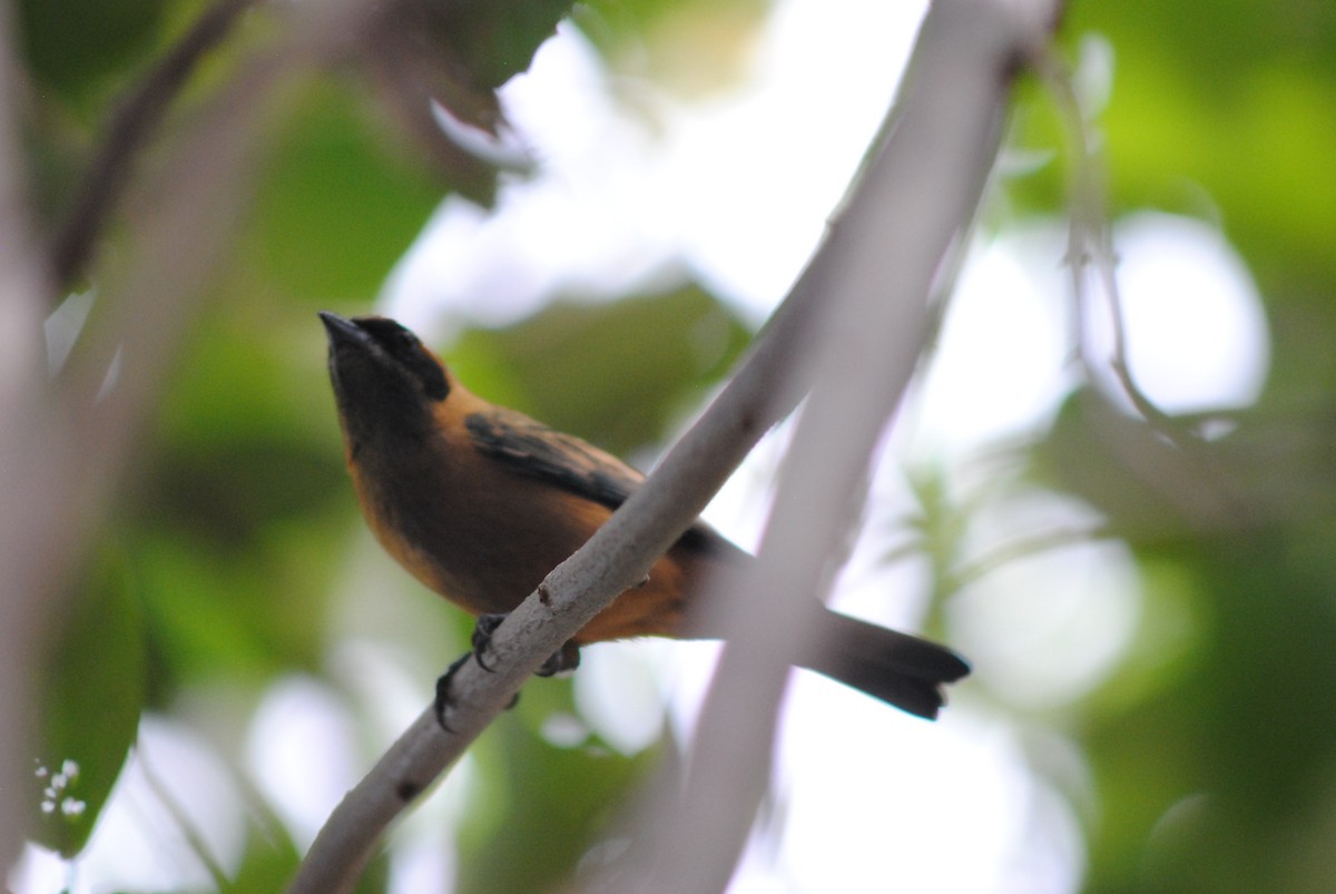 Burnished-buff Tanager - ML644777597