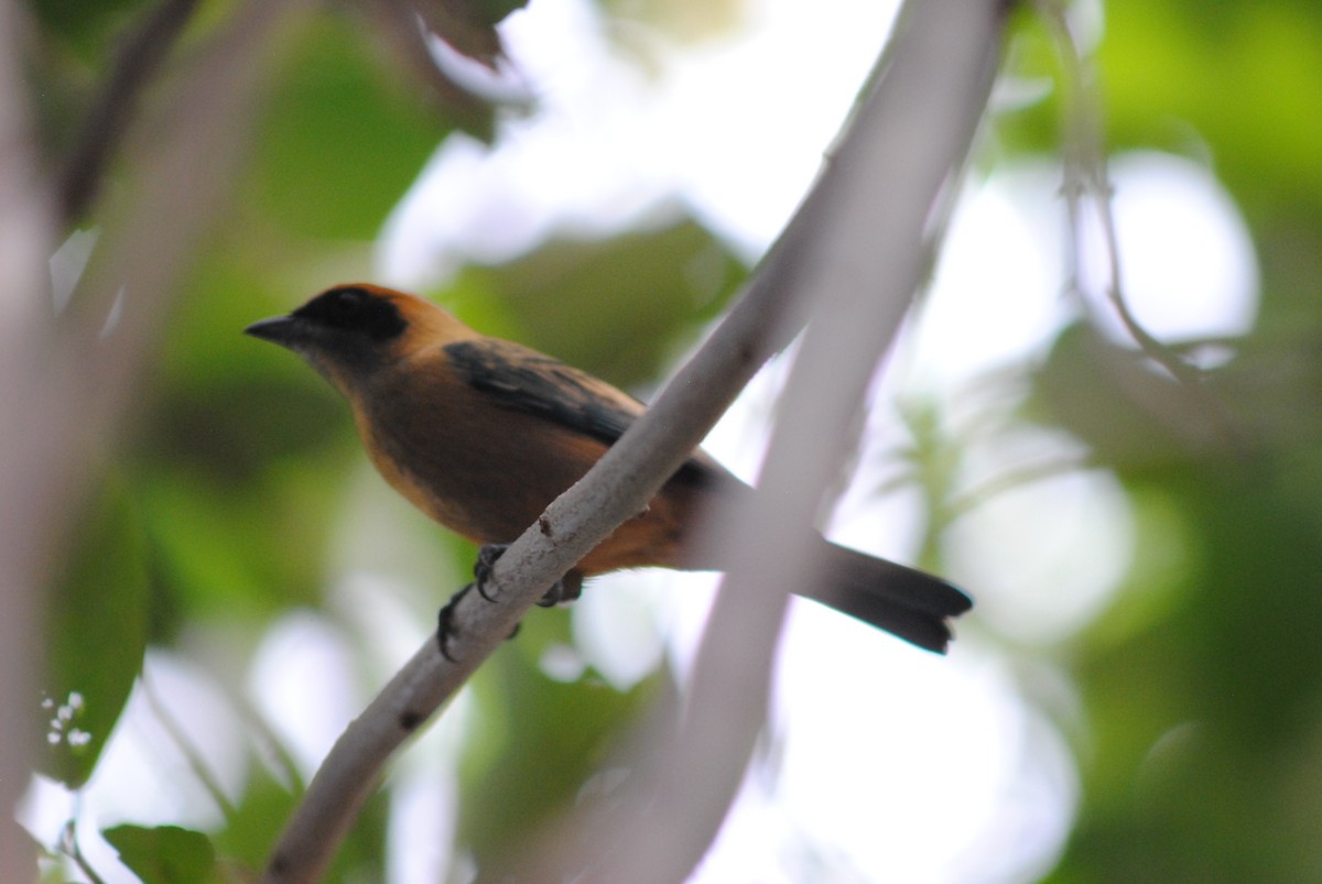 Burnished-buff Tanager - ML644777598