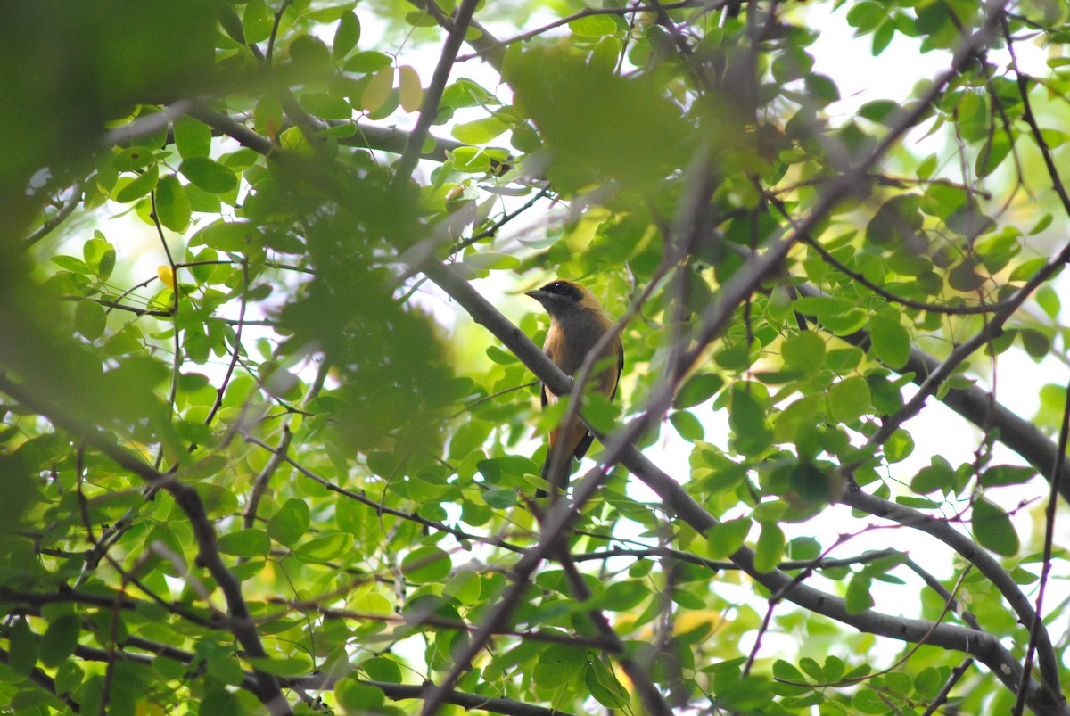 Burnished-buff Tanager - ML644777599