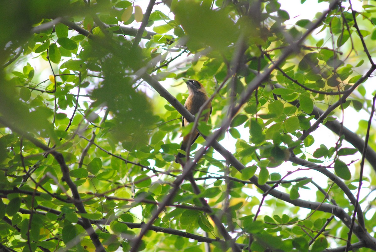 Burnished-buff Tanager - ML644777600