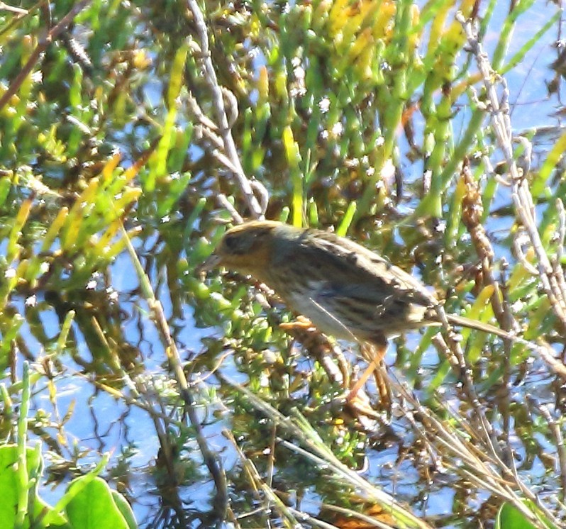 Nelson's Sparrow - ML644777602