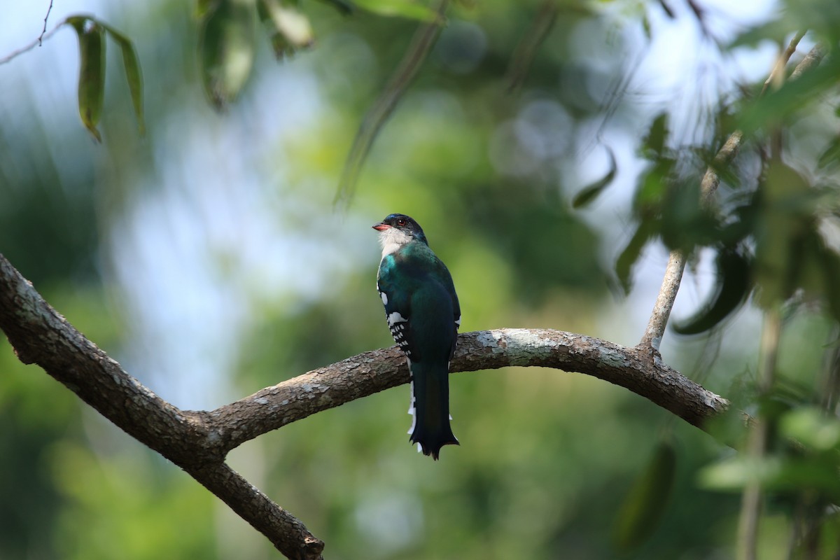 Cuban Trogon - ML644777614