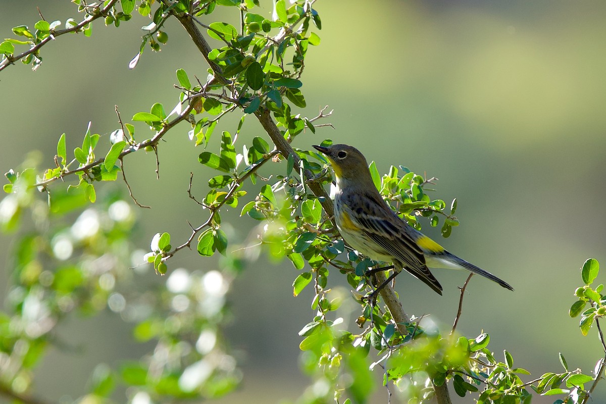 Yellow-rumped Warbler - ML644777615