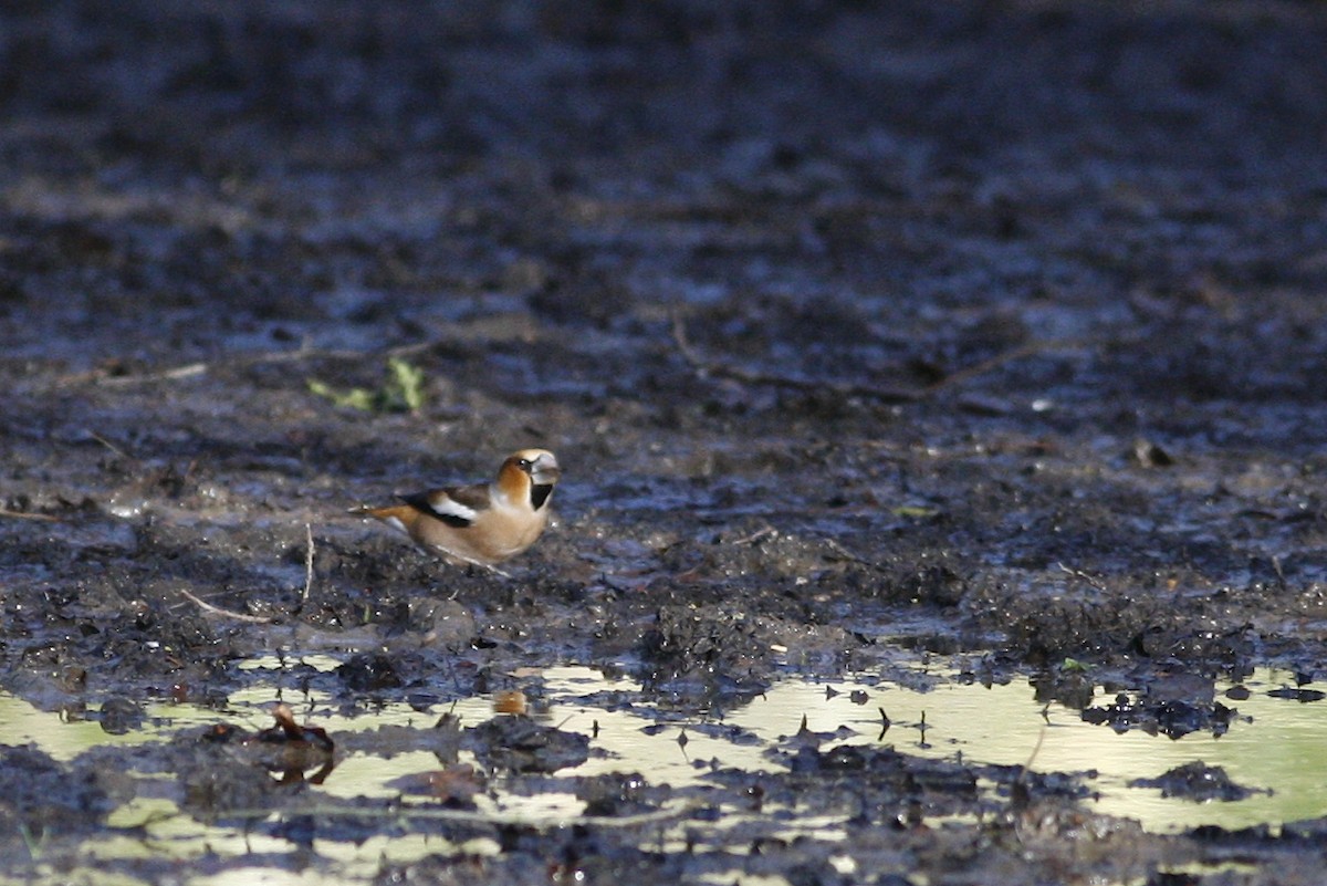 Frosone - ML644777616