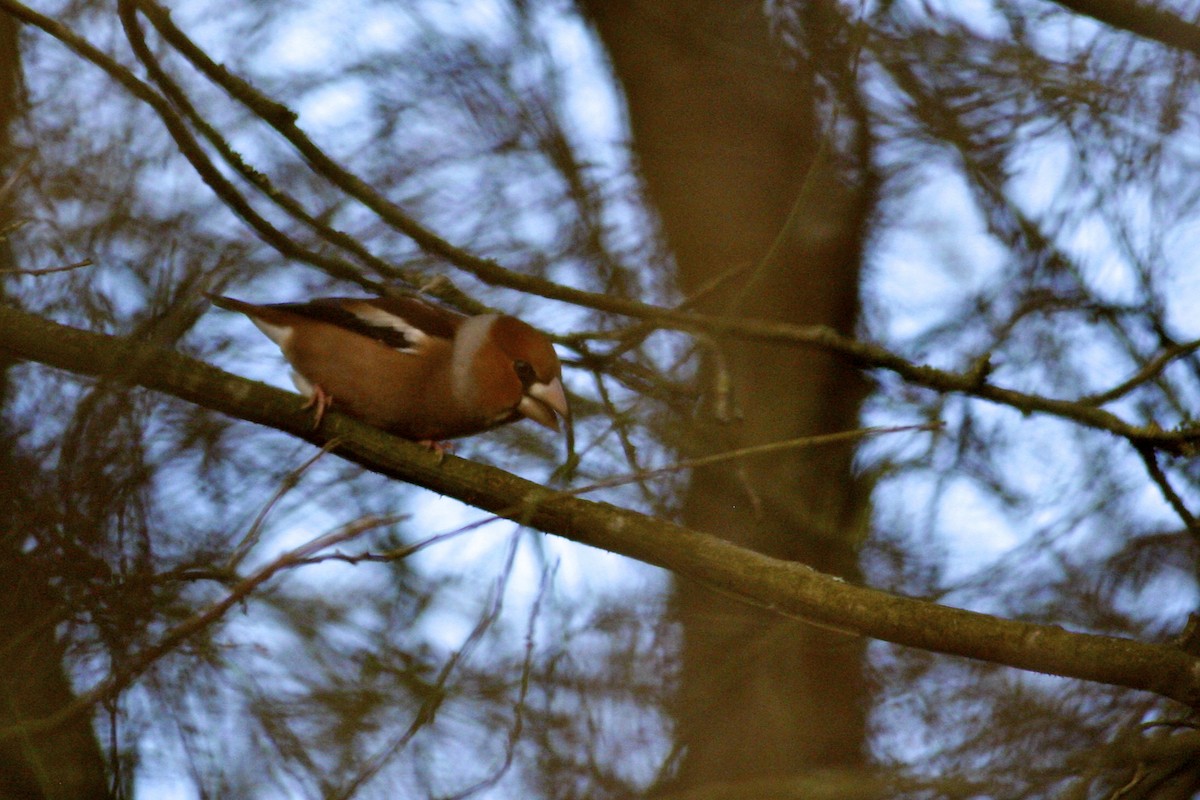 Frosone - ML644777617