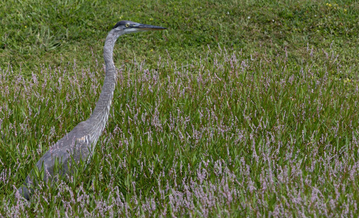 Grand Héron - ML644777624