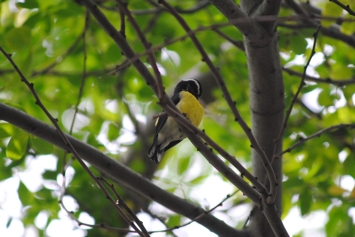 Bananaquit - ML644777629