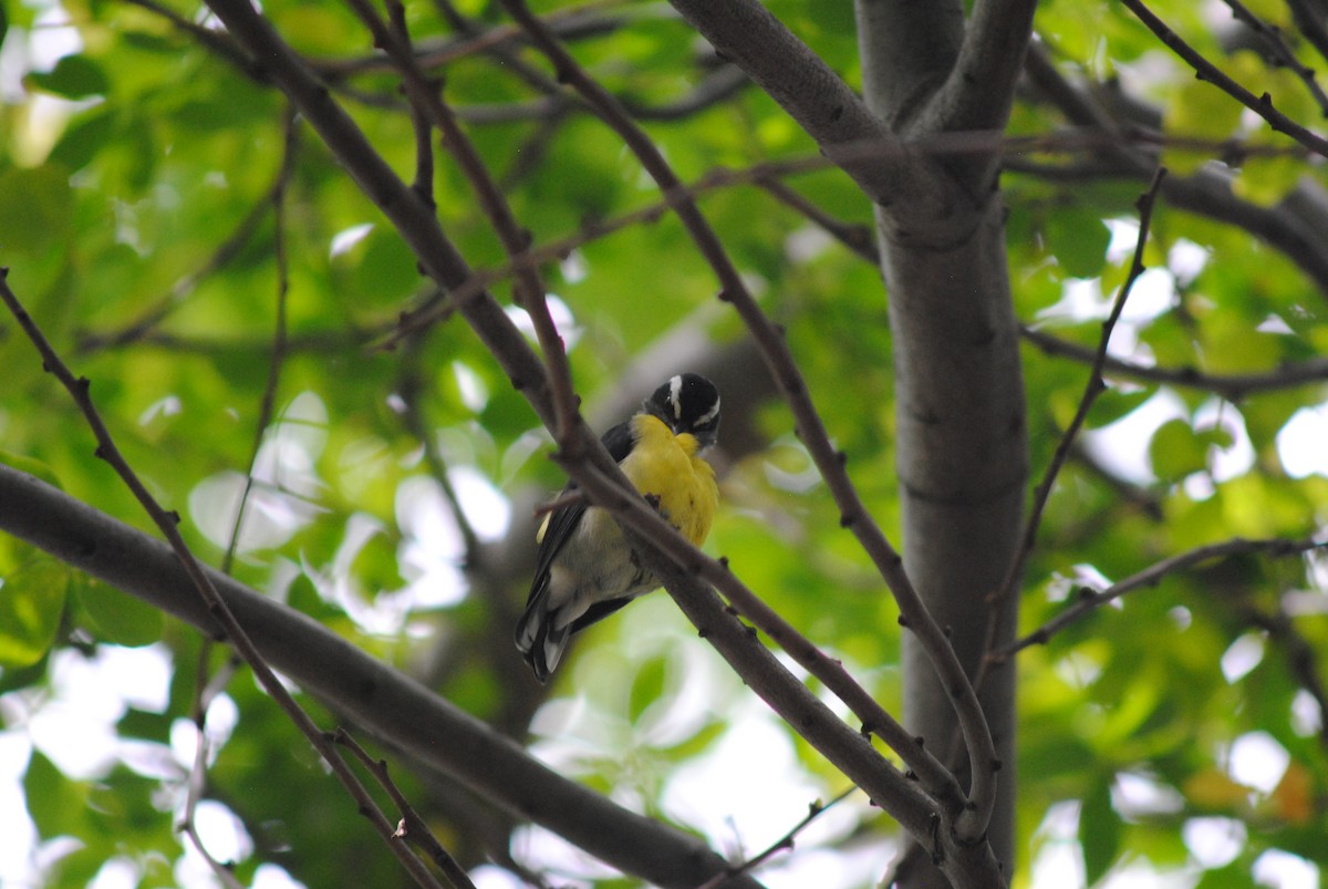 Bananaquit - ML644777630