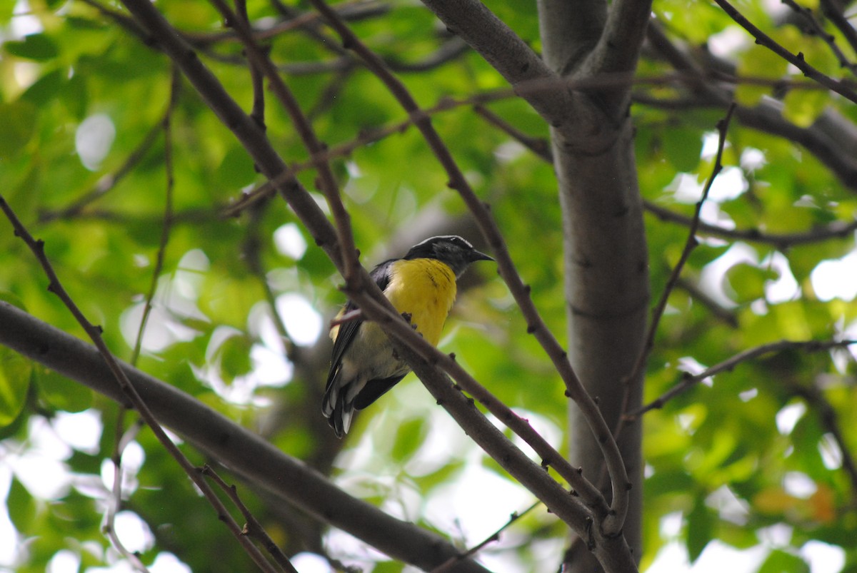 Bananaquit - ML644777631