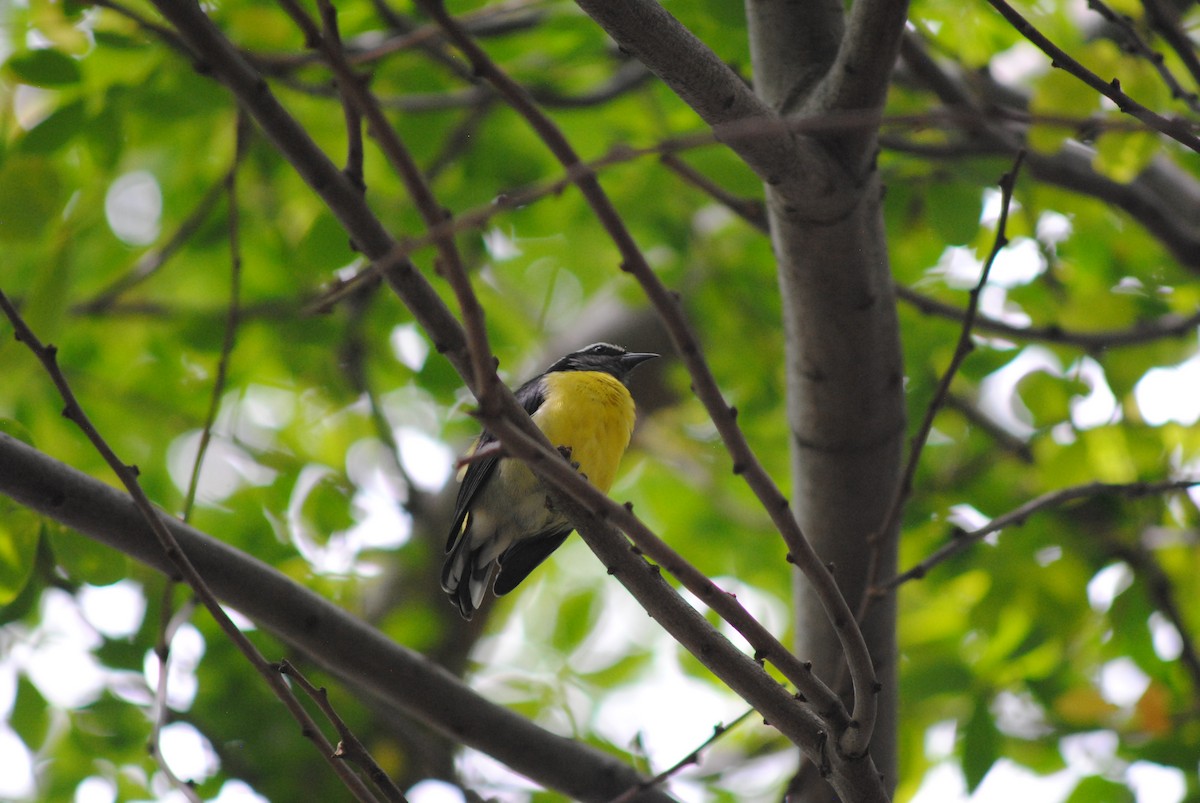 Bananaquit - ML644777632