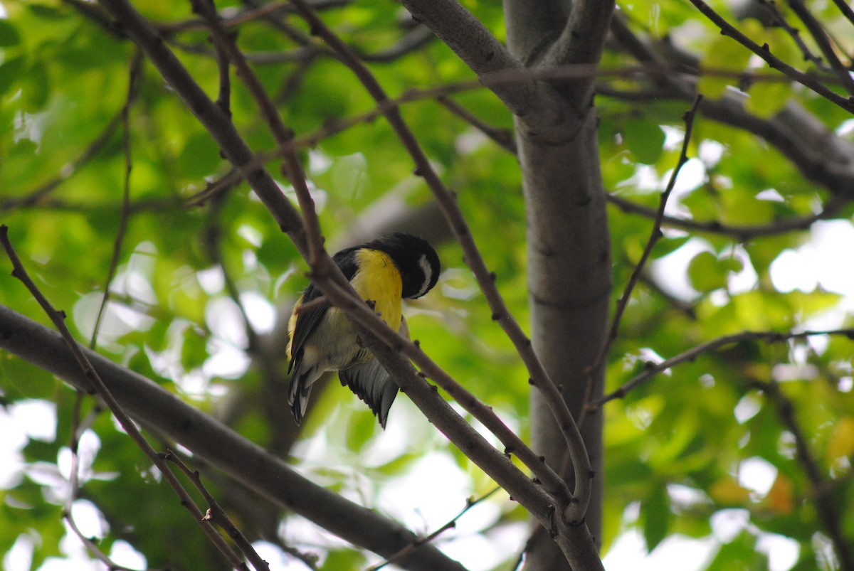 Bananaquit - ML644777633