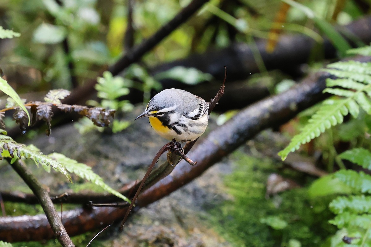 Goldkehl-Waldsänger - ML644777635