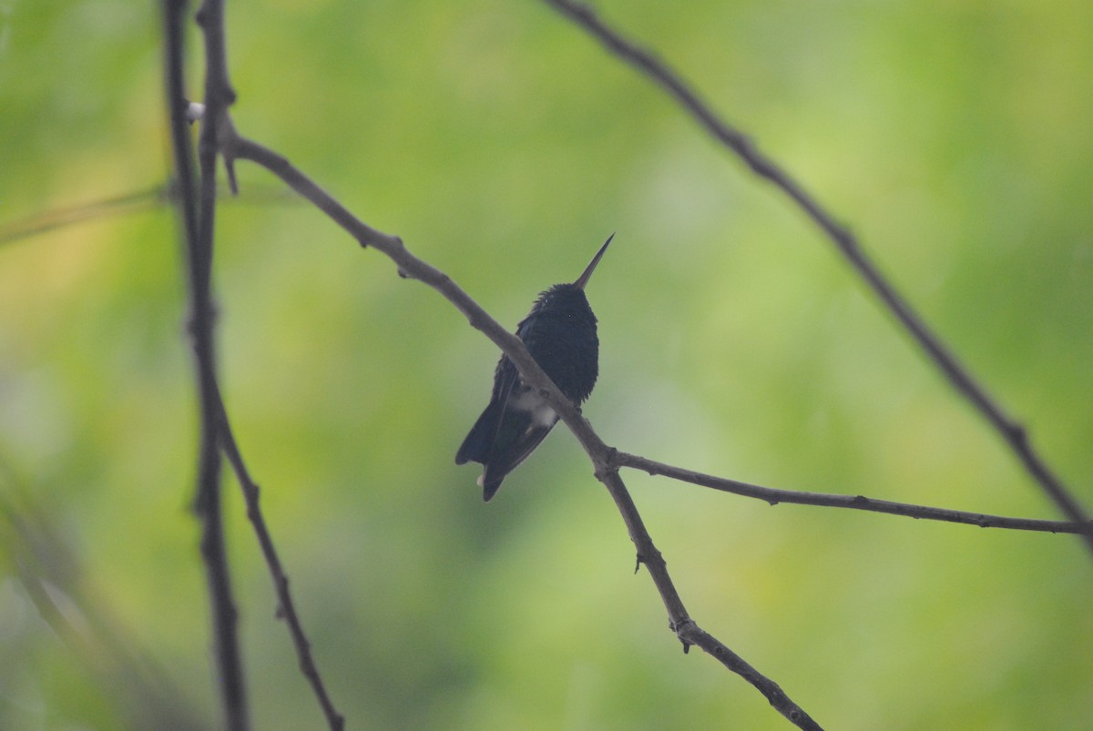 Красноклювый изумруд - ML644777644