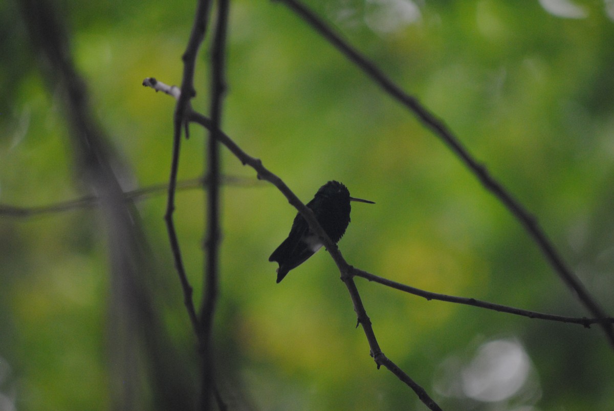 Красноклювый изумруд - ML644777646