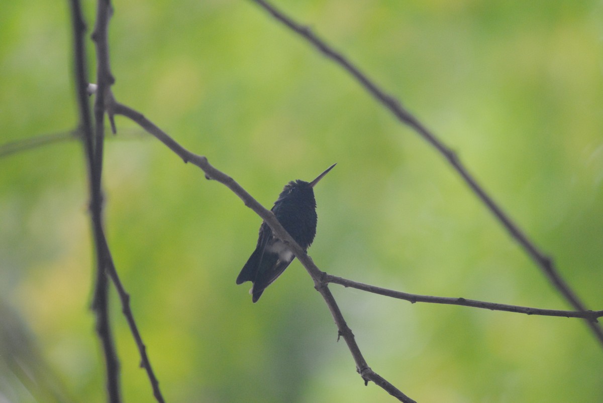 Красноклювый изумруд - ML644777647