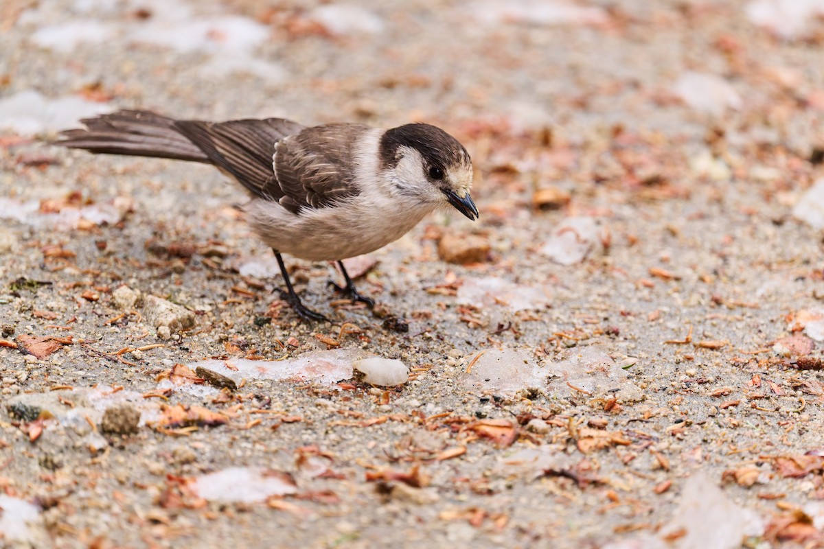 Canada Jay - ML644777650