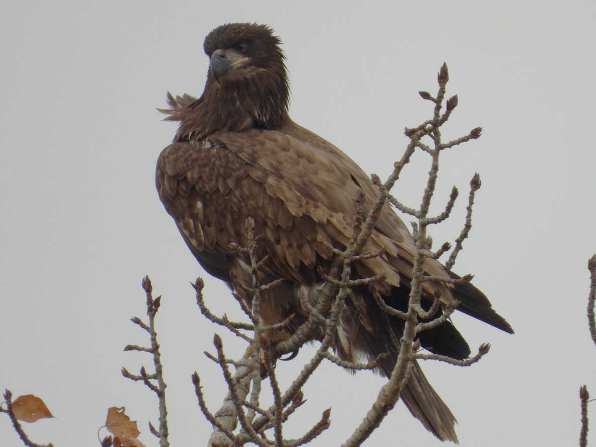 Bald Eagle - ML644777673