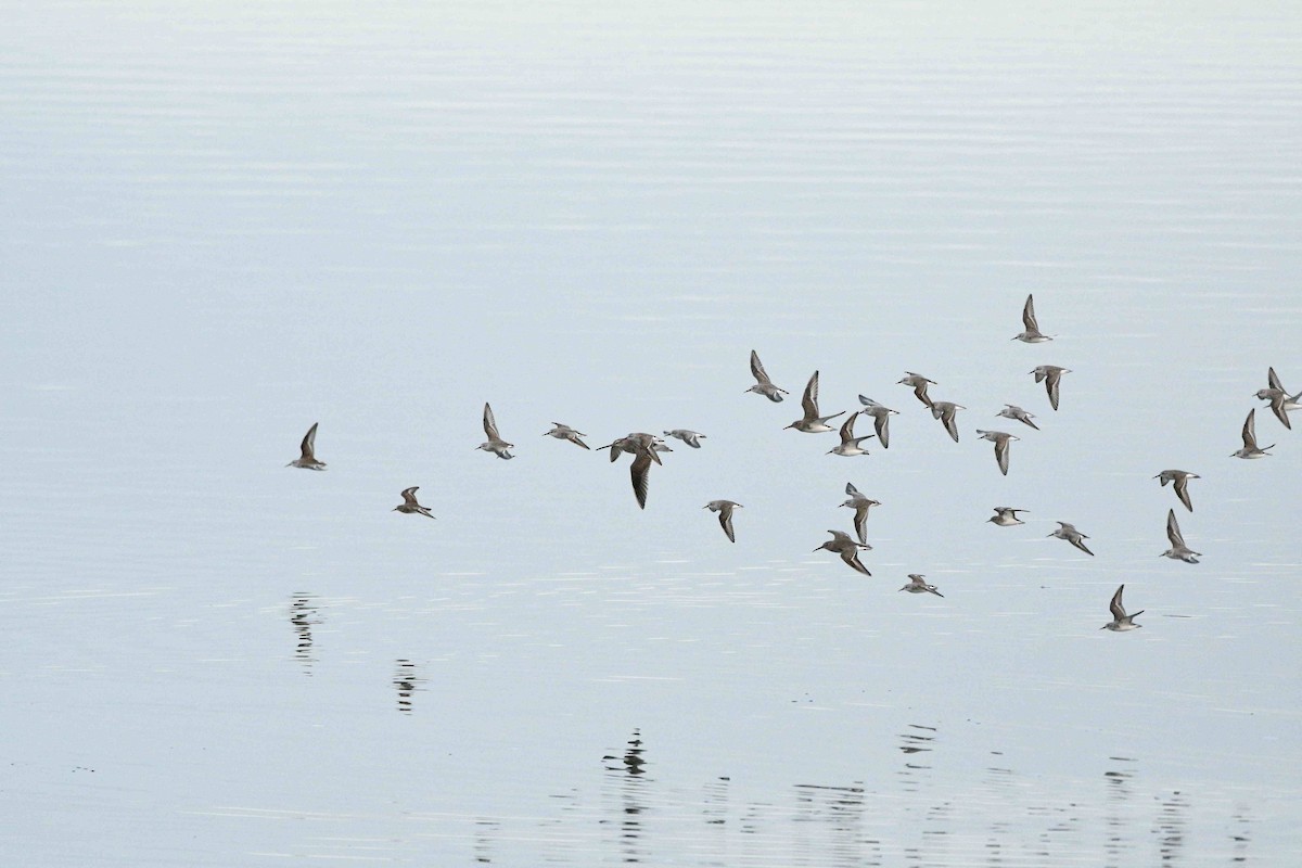 Gambecchio dell'Alaska - ML644777682