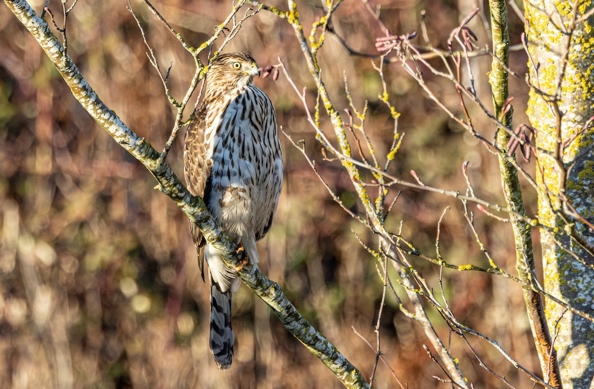 Яструб чорноголовий - ML644777690