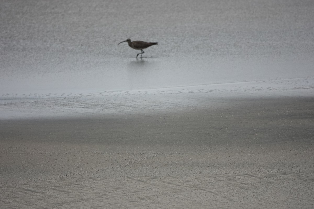 Courlis hudsonien - ML644777692