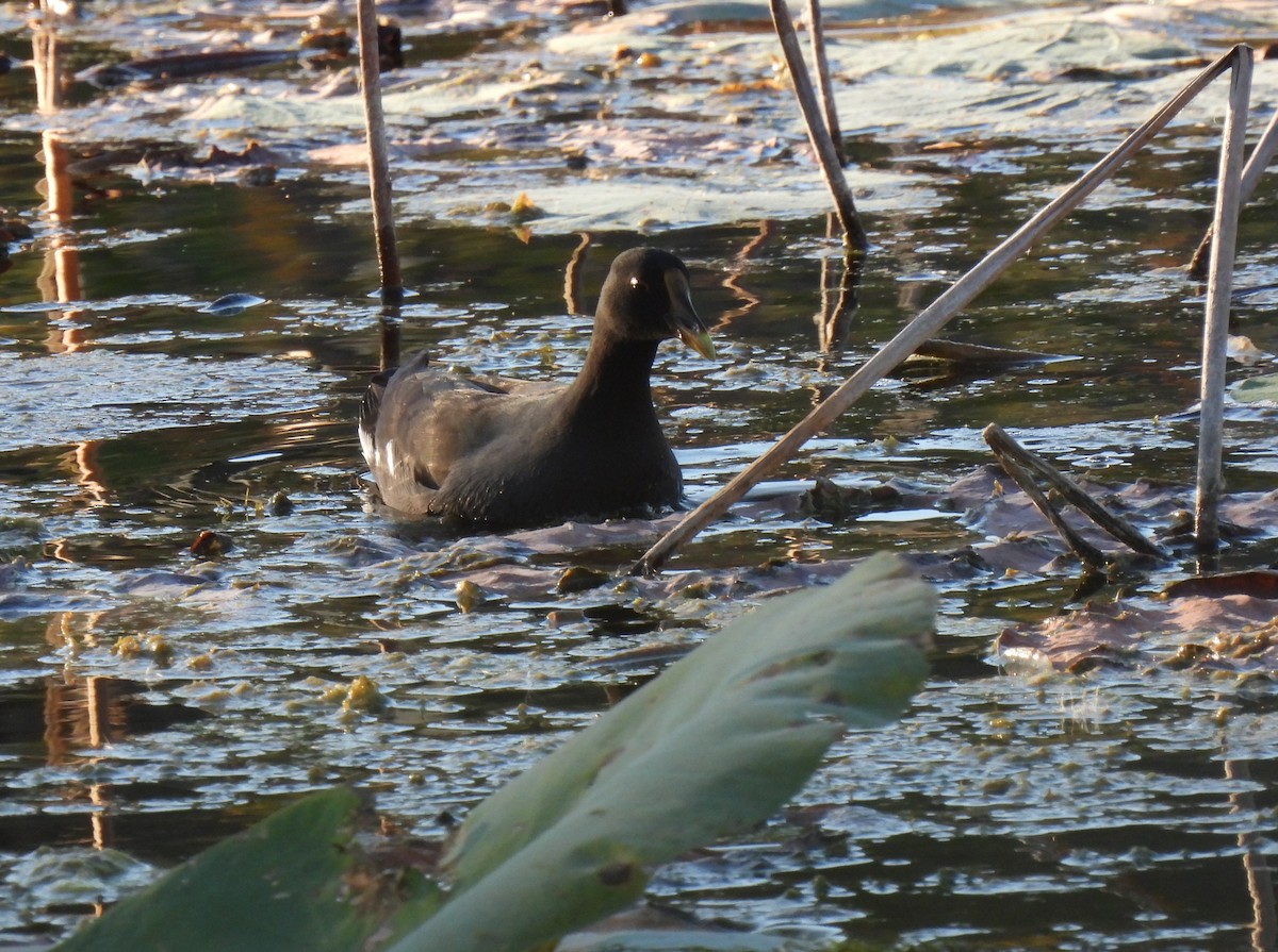 Amerika Sutavuğu - ML644777696