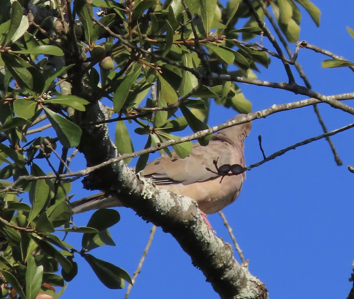 Zenaida Huilota - ML644777703