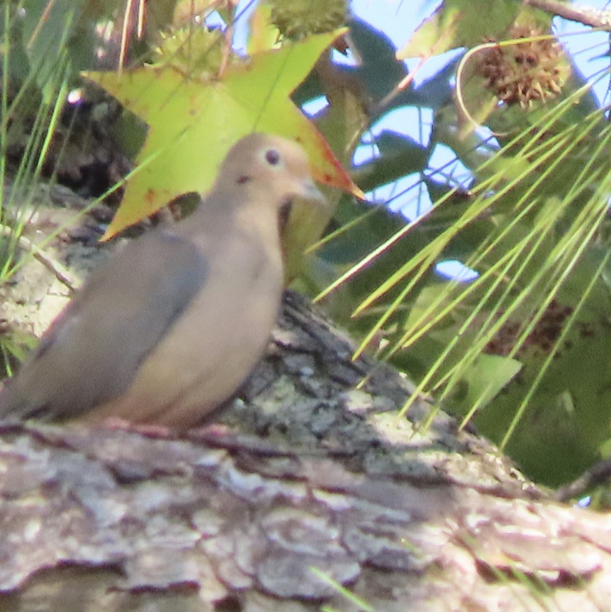 Zenaida Huilota - ML644777704