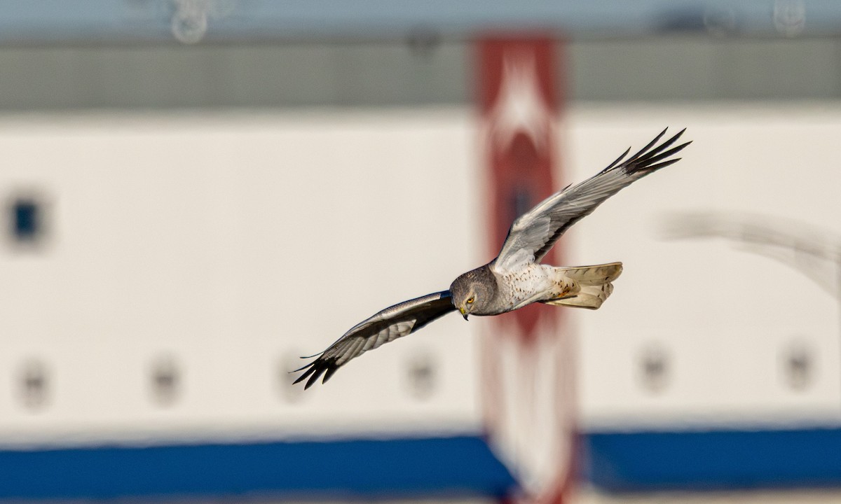 Busard des marais - ML644777706