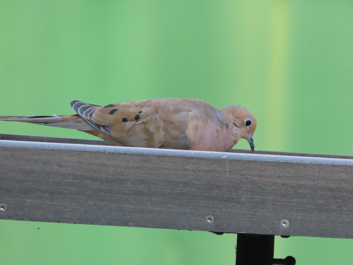 Zenaida Huilota - ML644777707