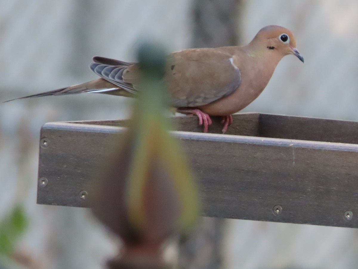 Zenaida Huilota - ML644777708