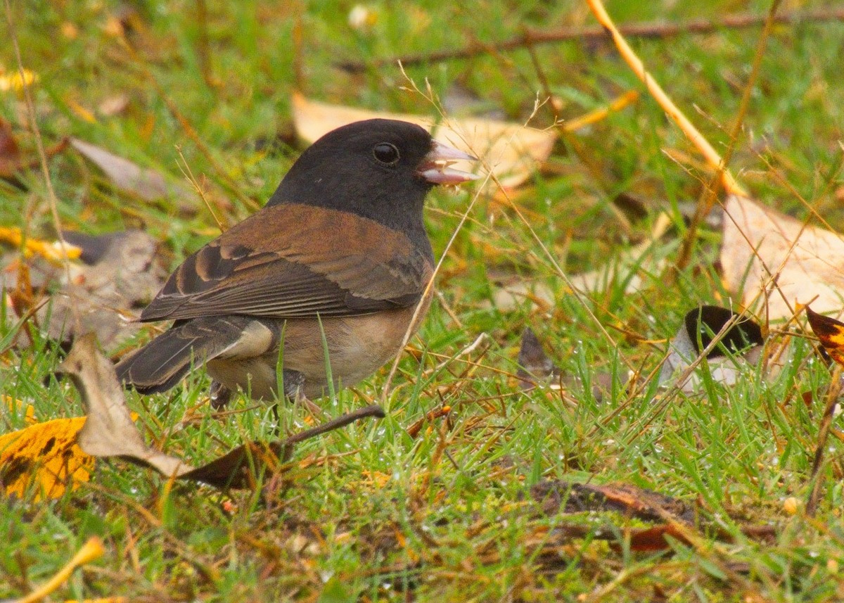 Dark-eyed Junco - ML644777714