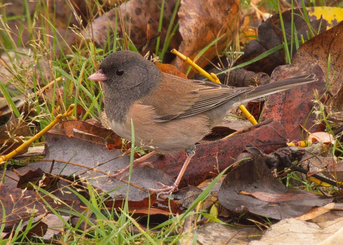 Dark-eyed Junco - ML644777715